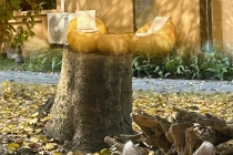 深圳周边游/携宠出行之又又又是清远